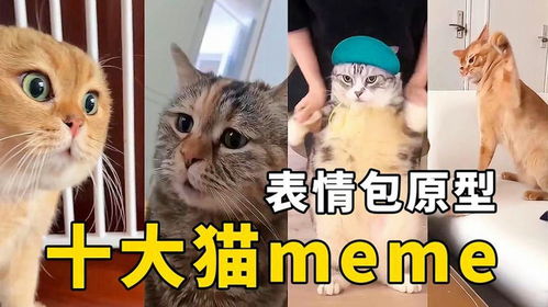 全網最火！十大貓咪meme原型大盤點，看看你刷到過哪幾個？