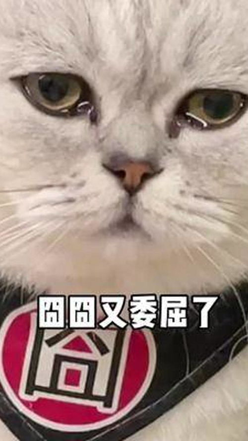 新寵駕到，舊愛鬧心 如何平衡兩只愛貓的“嫉妒戰爭”？