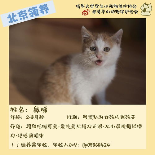 清華園中的喵星人 一份特別的領養指南與暖心合集