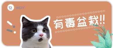 這6種盆栽可能會危及貓咪的生命，快來看看你家有沒有