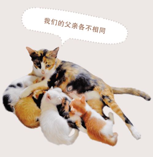 新貓到家一定要遵守的5個“貓禮儀”，其實你家主子超好懂